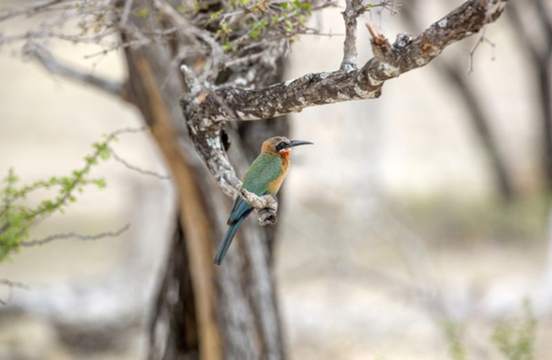 White-fronted bee-eater, Selous Game Reserve, Tanzania 