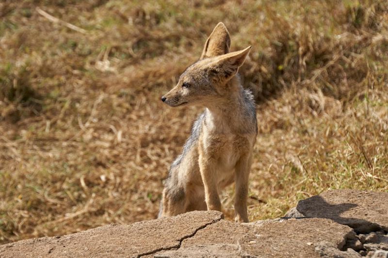 Black-backed jackal