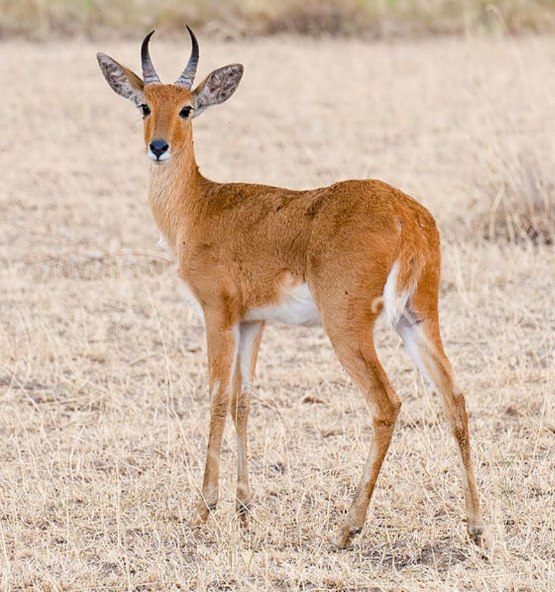 Bohor reedbuck in Serengeti, attrib to YS Krishnappa on Wiki