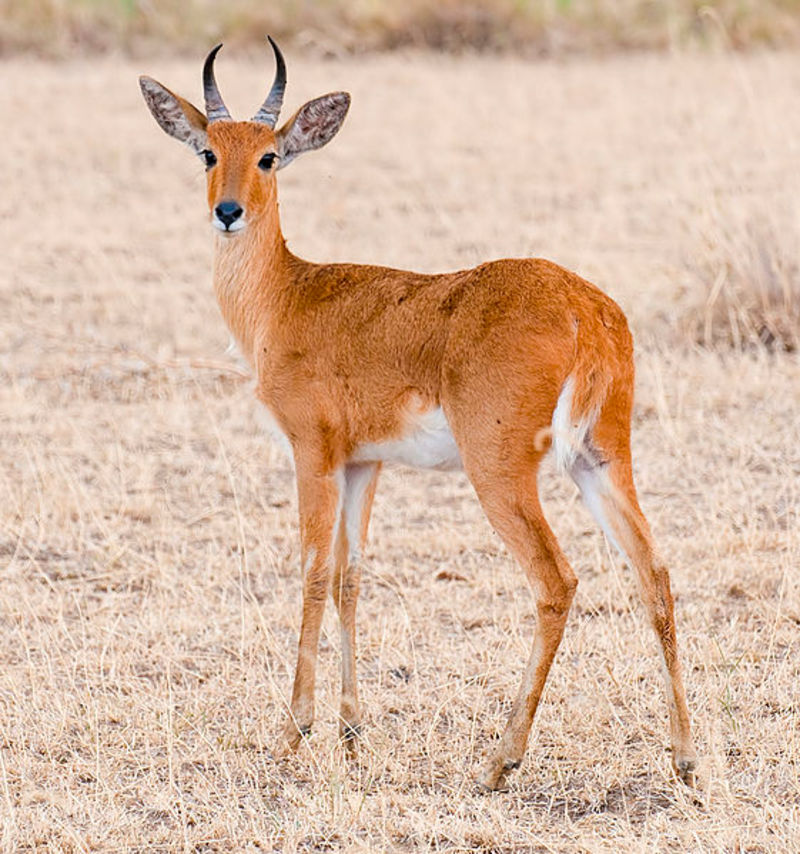 Bohor reedbuck in Serengeti, attrib to YS Krishnappa on Wiki