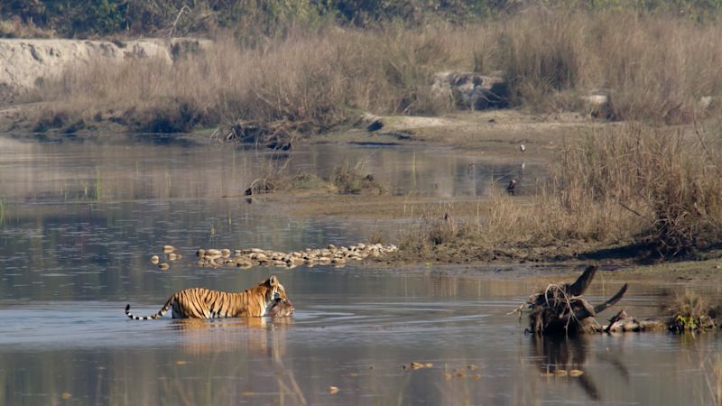 Chitwan National Park