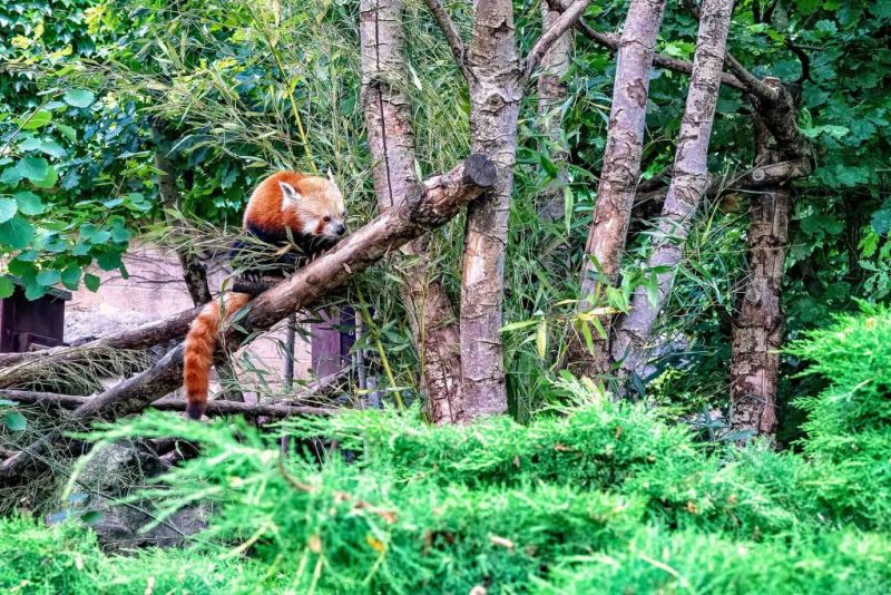 red panda on a branch
