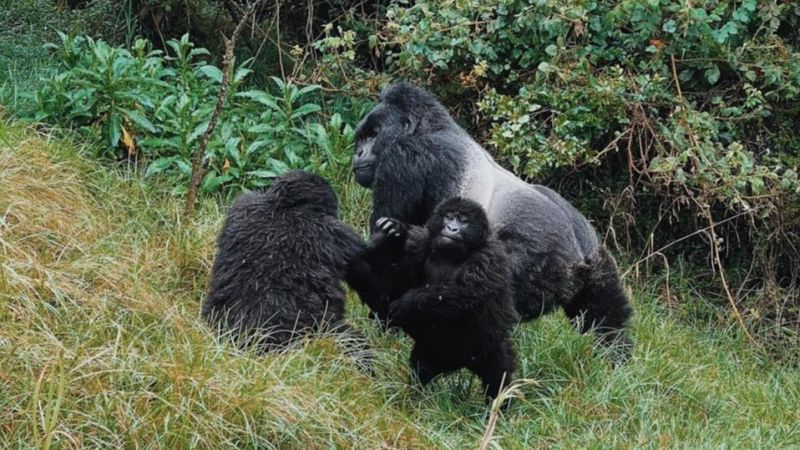 Silverback and two young gorillas