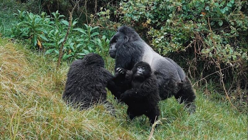 Silverback and two young gorillas