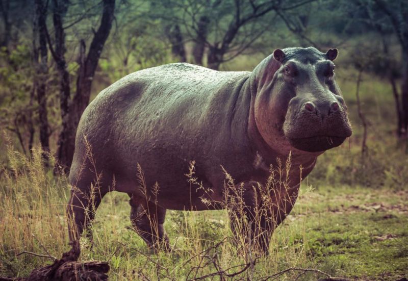 Hippo Serengeti