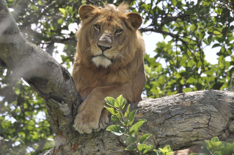 Lion in tree in Uganda