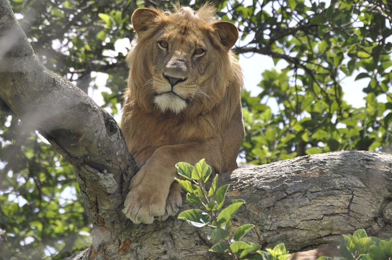 Lion in tree in Uganda