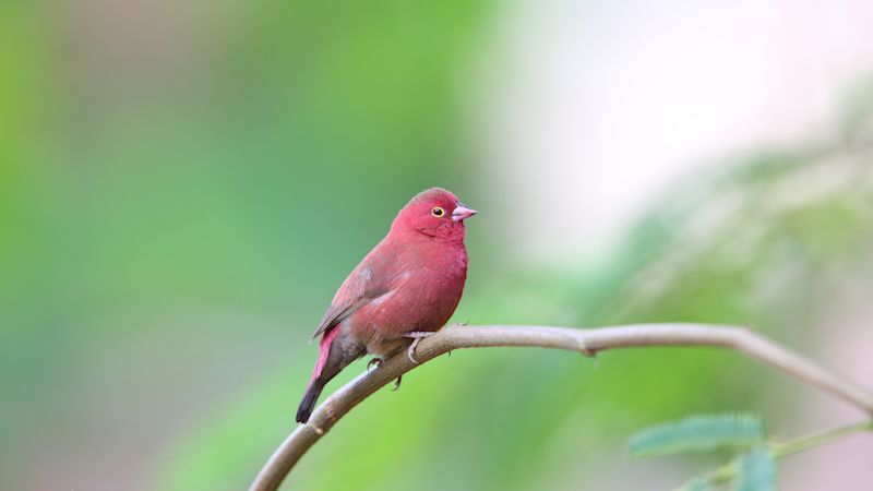 Ours. Red-billed Firefinch (Lagonosticta senegala) male in Kibale National Park, Uganda