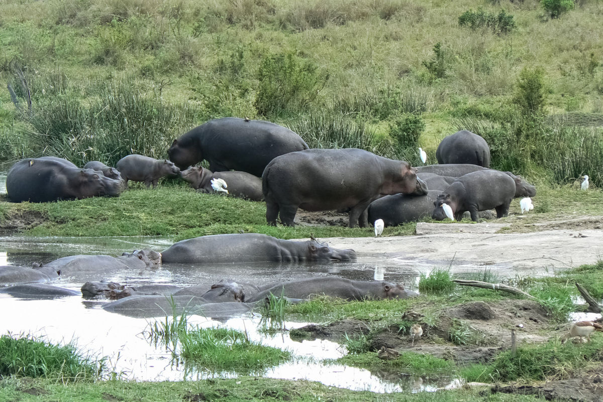 Hippos and egrets in swamp, Kenya safari