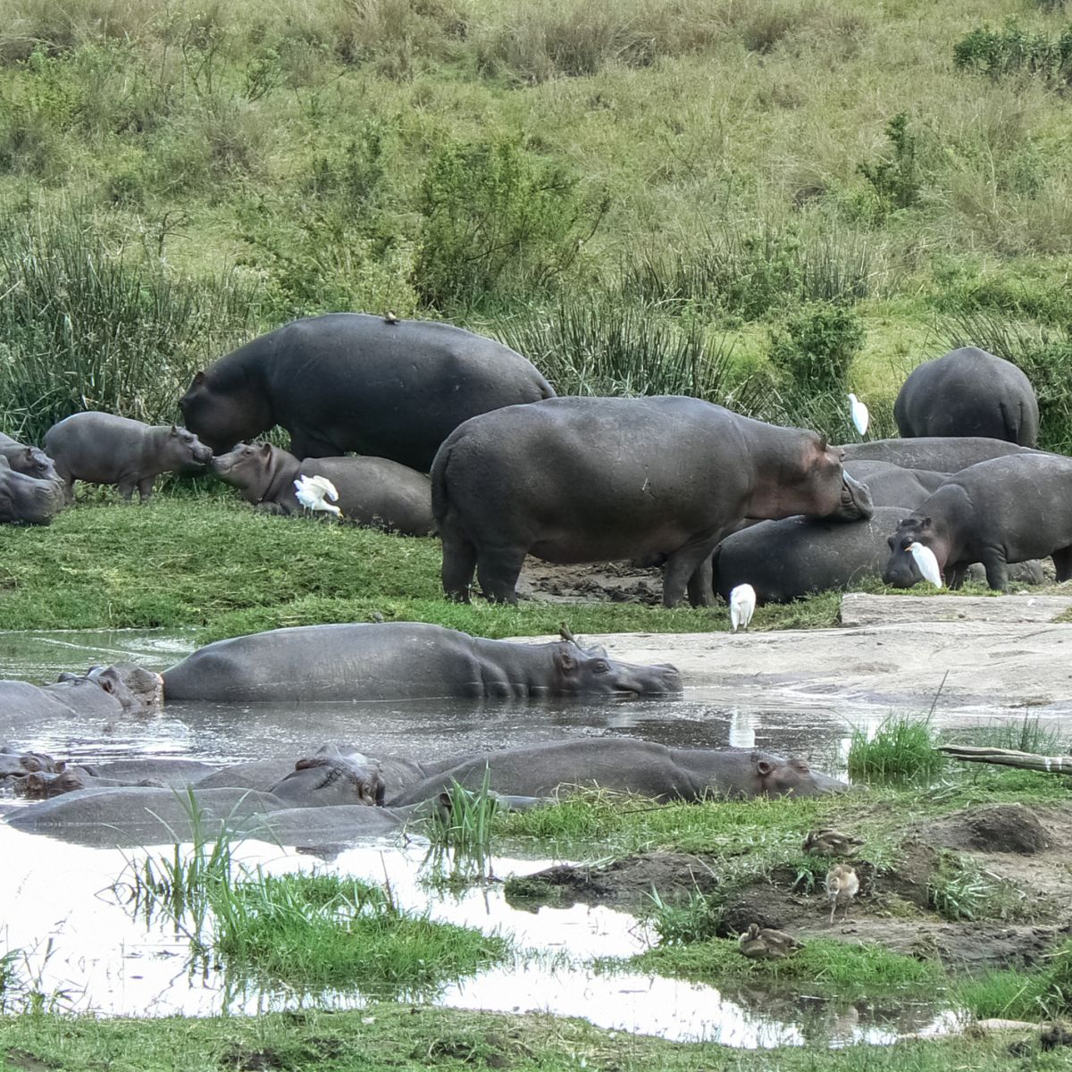 Hippos and egrets in swamp, Kenya safari