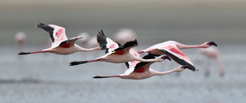 Lesser flamingoes in flight at Lake Natron in Tanzania