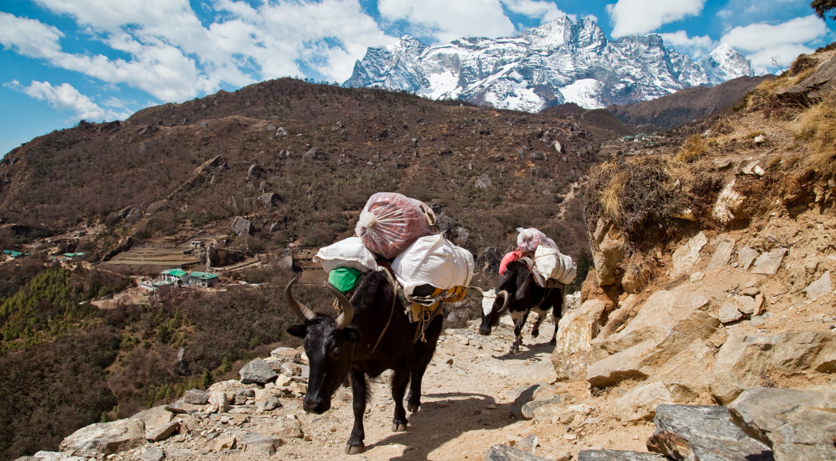 Yak carrying load 