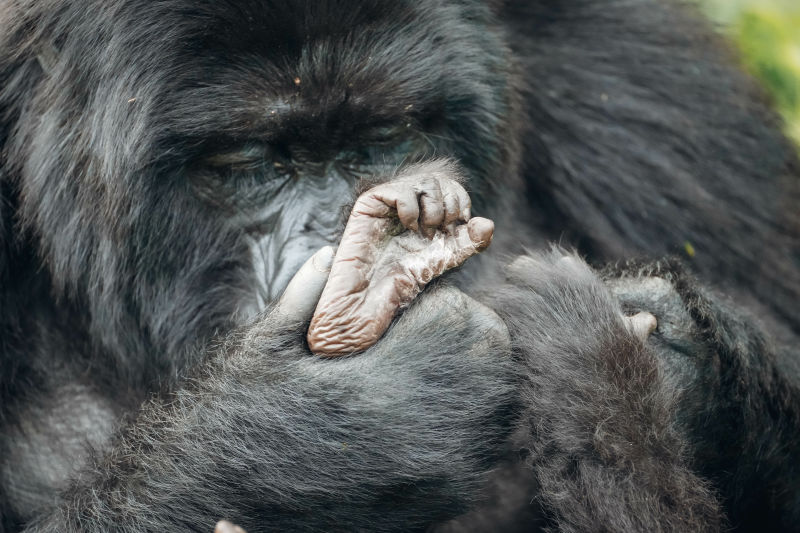 Mother mountain gorilla cleaning infant's foot in Volcanoes National Park, Rwanda