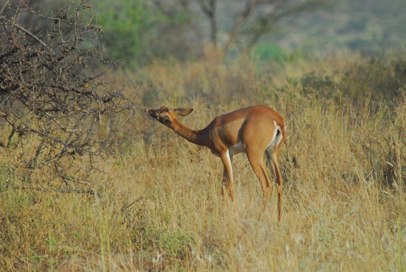 gerenuk eating at Samaburu National Reserve, Kenya