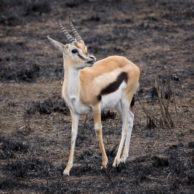 Serengeti Thomson's-Gazelle subspecies of Thomson's gazelle, attrib to Ikiwaner