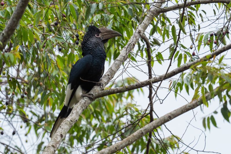 Ours. Black-and-white-casqued hornbill, Bycanistes subcylindricus, Kibale Forest
