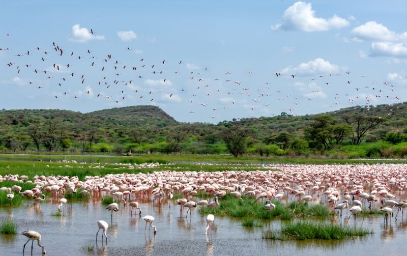 Lesser Flamingos in the beautiful landscape of Lake Bogoria, Kenya