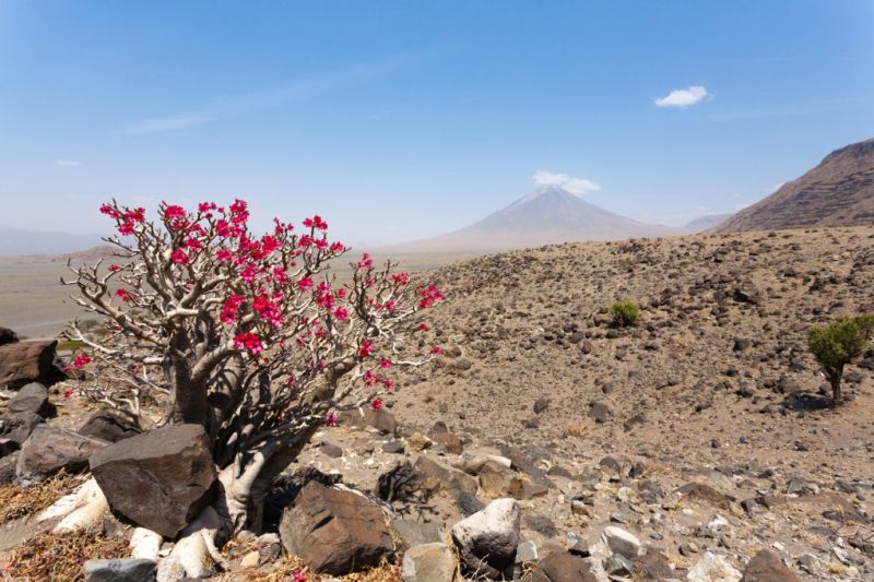 A desert rose tree with Mt Ol Doinyo Lengai in the background, Lake Natron