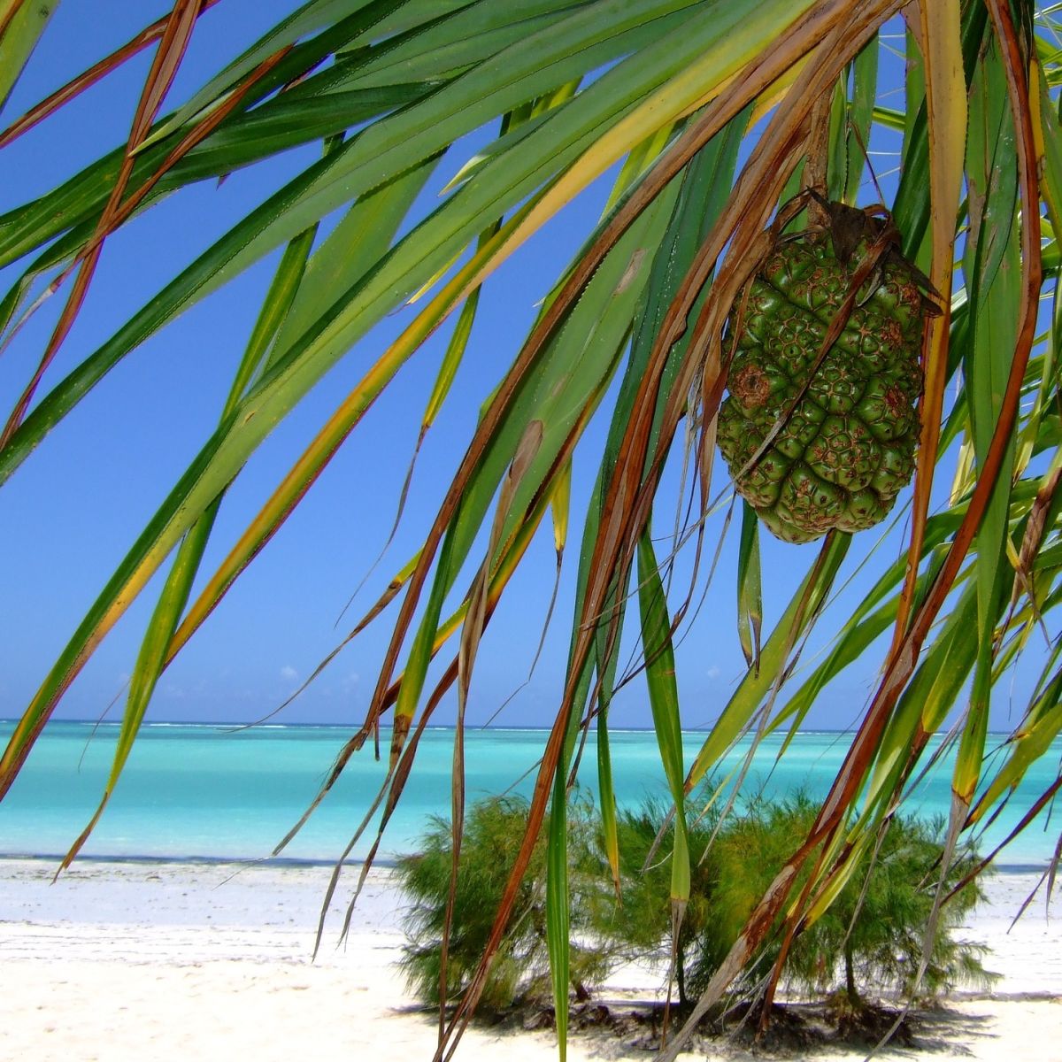 Pineapple and beach in Zanzibar, Tanzania