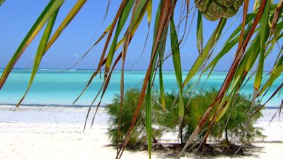 Pineapple and beach in Zanzibar, Tanzania