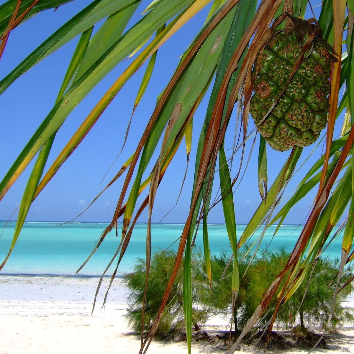 Pineapple and beach in Zanzibar, Tanzania