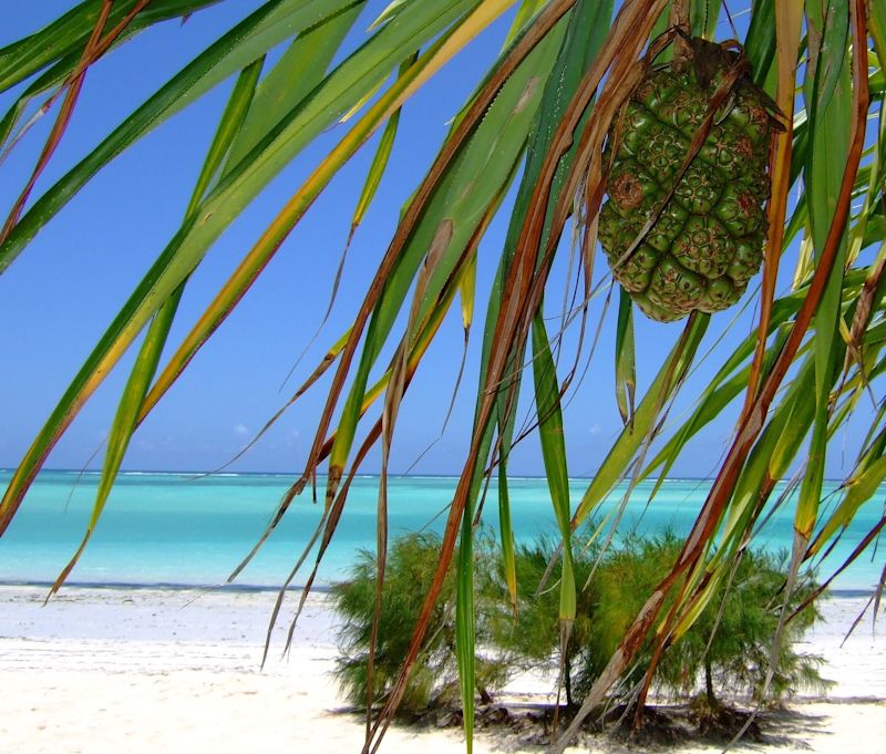 Pineapple and beach in Zanzibar, Tanzania