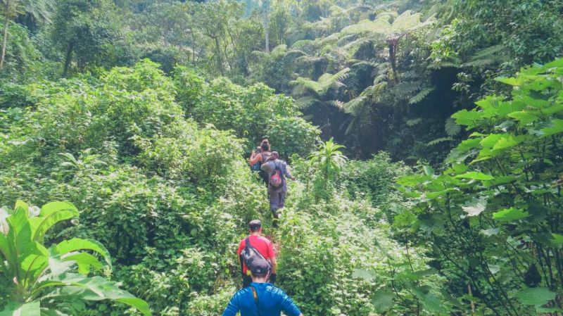 People hiking through dense forest vegetation along a trail on a gorilla trekking tour