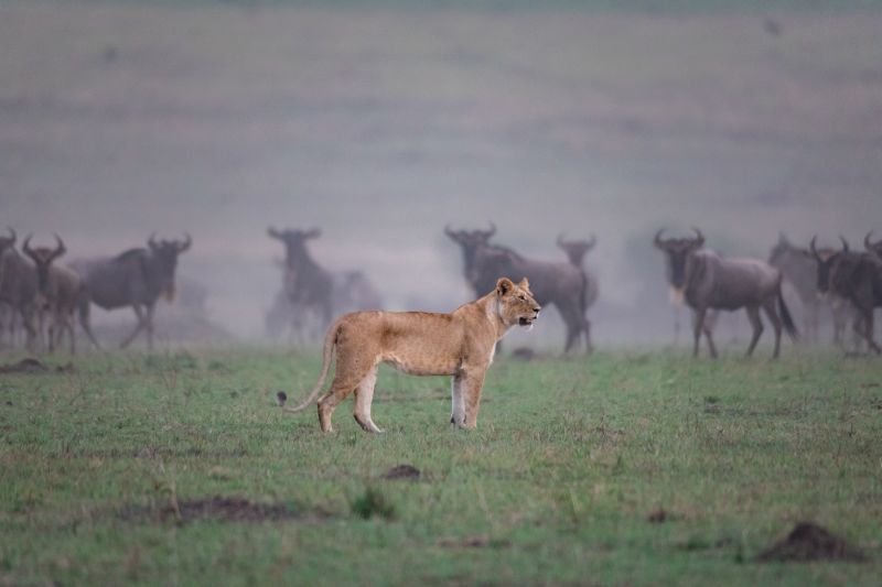  Lion and wildebeests 