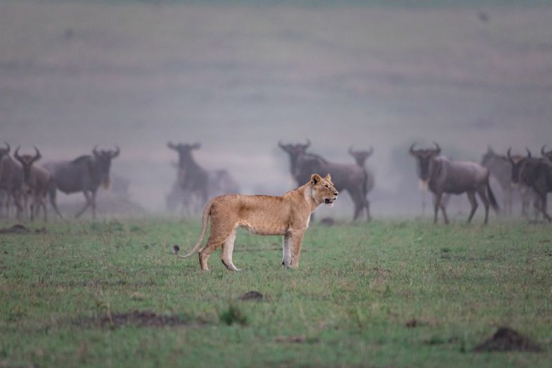 Lion and wildebeests