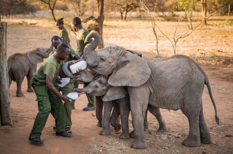 Elephant keepers feeding time at Reteti