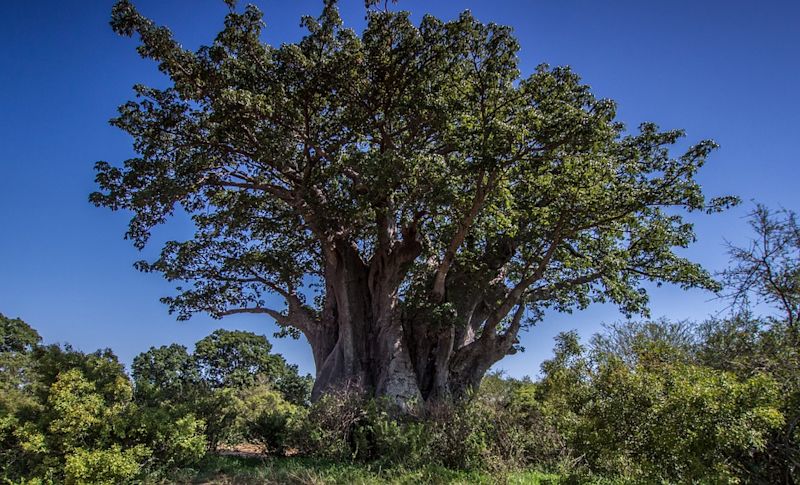 Baobab tree