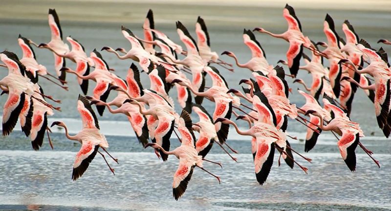 Flamingoes_Ngorongoro_Tanzania2-1024x552.jpg