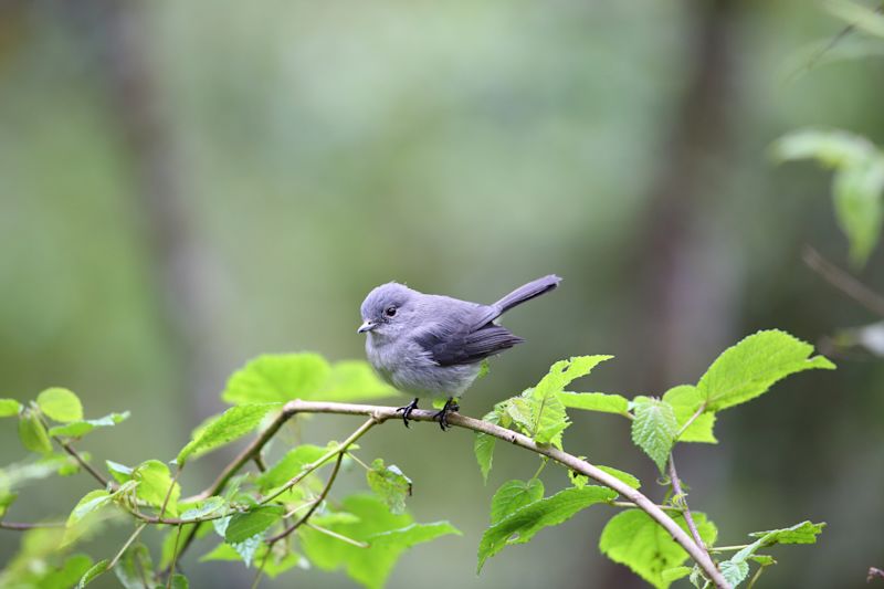 White-eyed slaty flycatcher perched on a thin branch in Nyungwe National Park, Rwanda