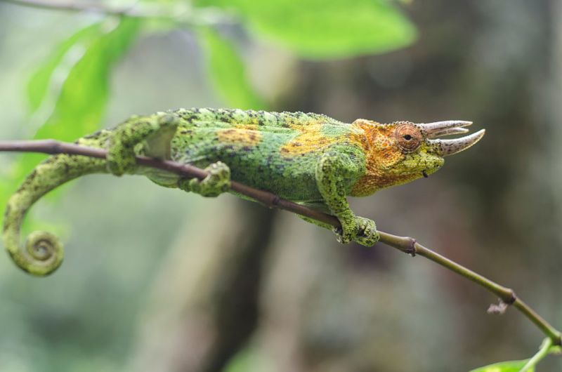 Johnston's chameleon Uganda Rwenzori Mountains 