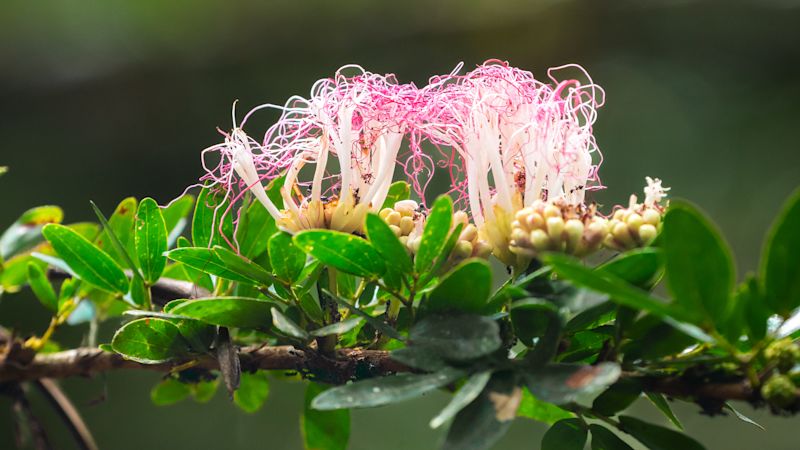 Passion fruit flower by Carlos Gonzales