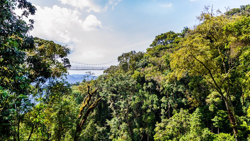 Ours. Treetop canopy walk in Nyungwe National Park, Rwanda (1)