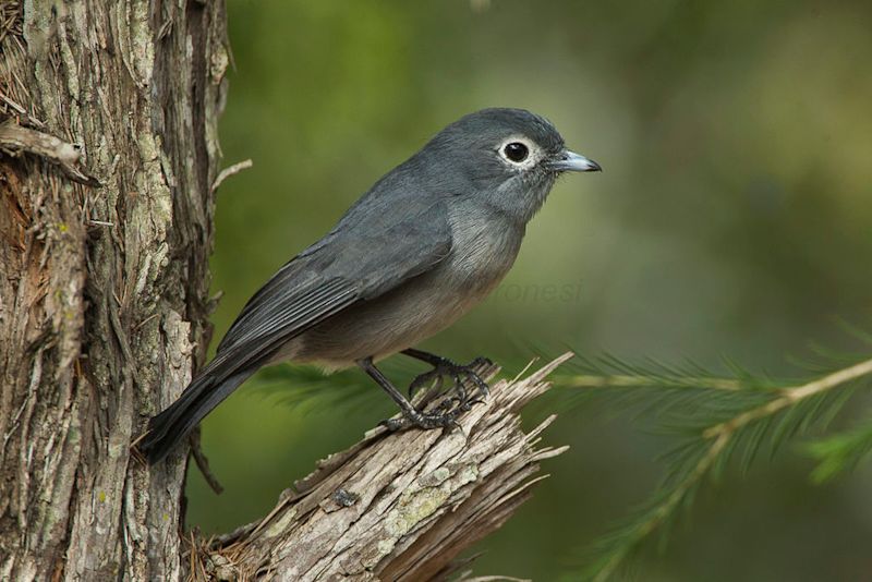 White-eyed_Slaty-Flycatcher_-_Naru_Moru_Kenya_06_9199_19138566239-1.jpeg