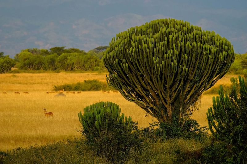 Uganda safari antelopes