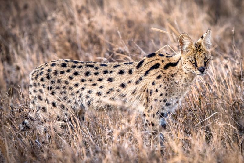 serval cat in brown grass