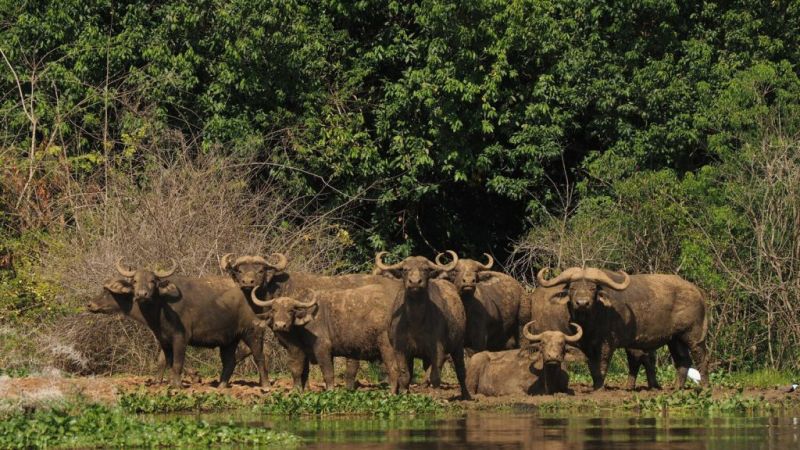 Cape buffaloes by water in Murchison Falls National Park