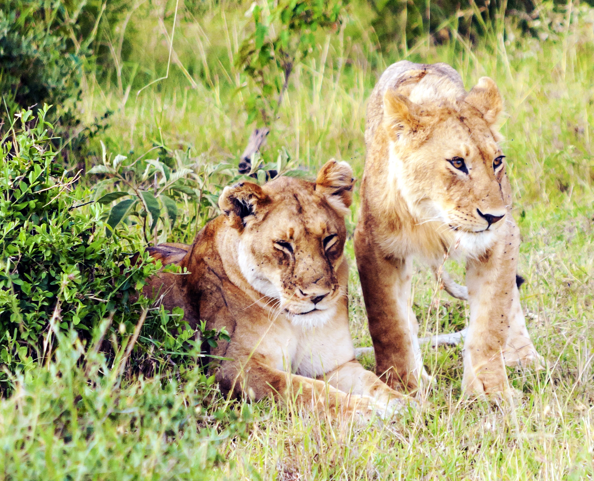 Ours. Two seated lionesses in long green grass, probably Maasai Mara, Kenya
