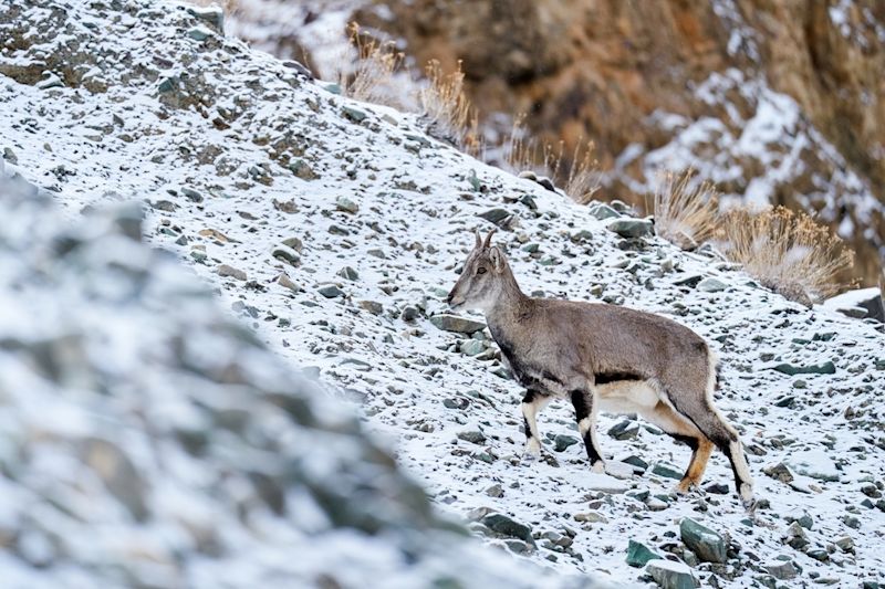 Female bharal (blue sheep) in snowy landscape