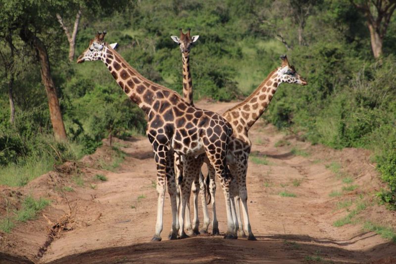 Giraffes in Uganda