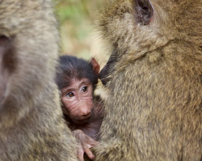 baboon infant with mother