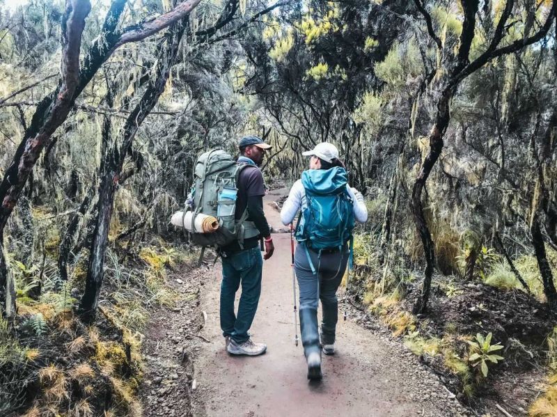 Kilimanjaro forest and trekkers