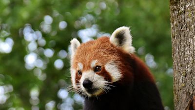Red panda in a tree