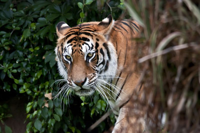 Bengal tiger