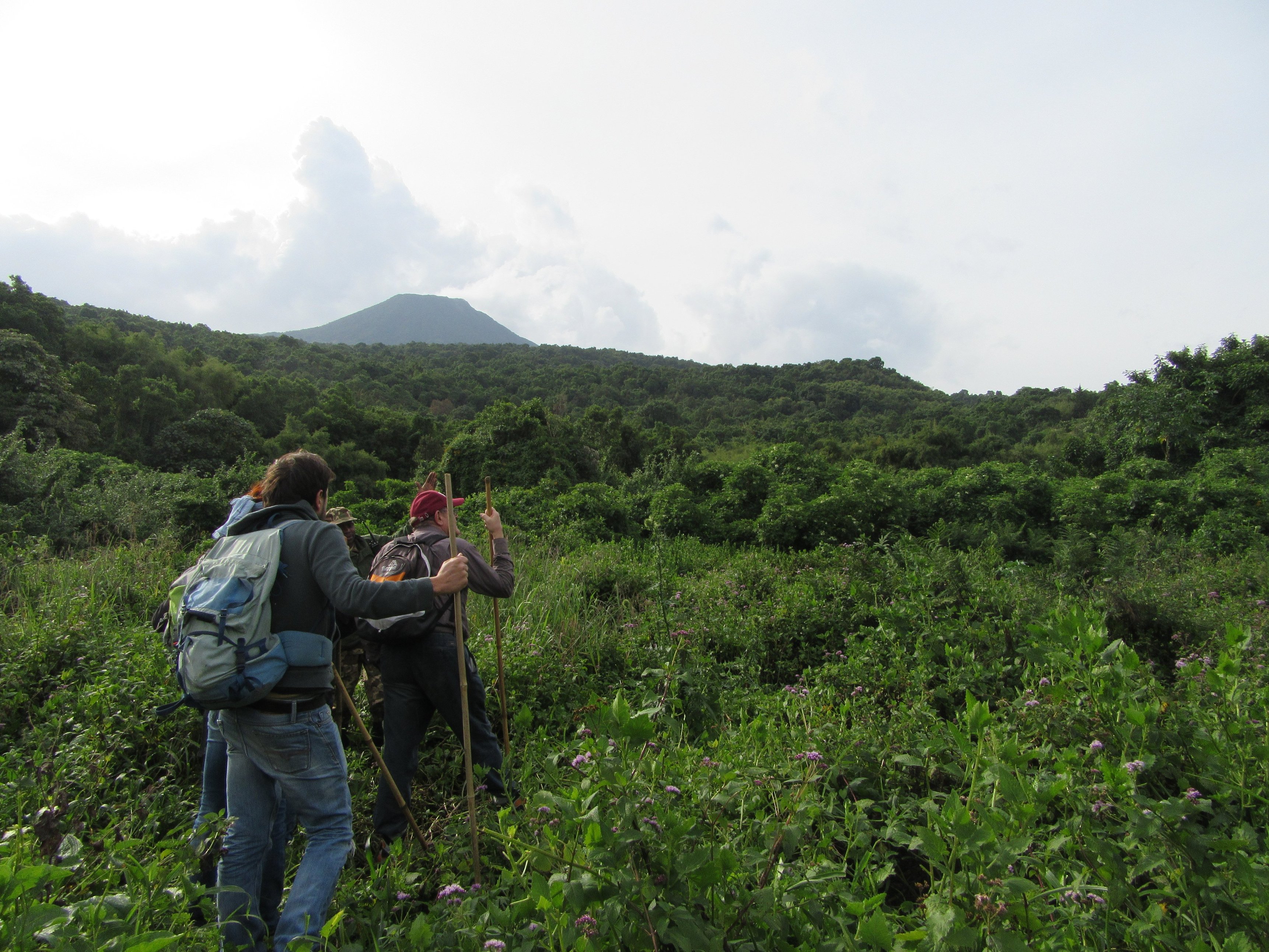 Gorilla trekkers walking through open vegetations towards forest in Mgahinga NP, Uganda