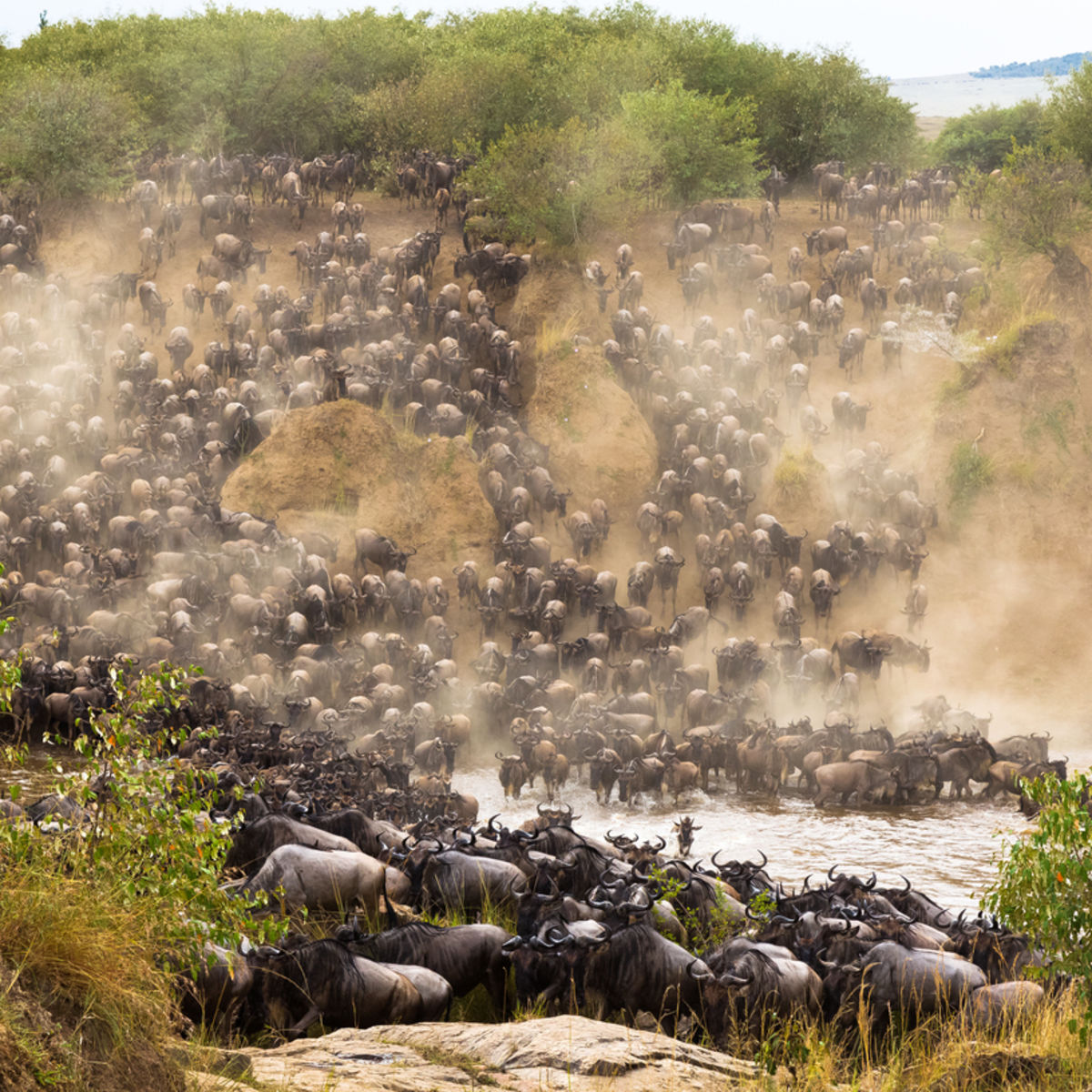 Great Migration wildebeests Mara River crossing Tanzania safari