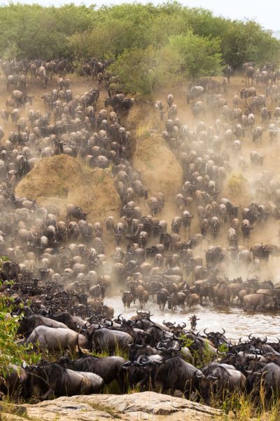 Great Migration wildebeests Mara River crossing Tanzania safari